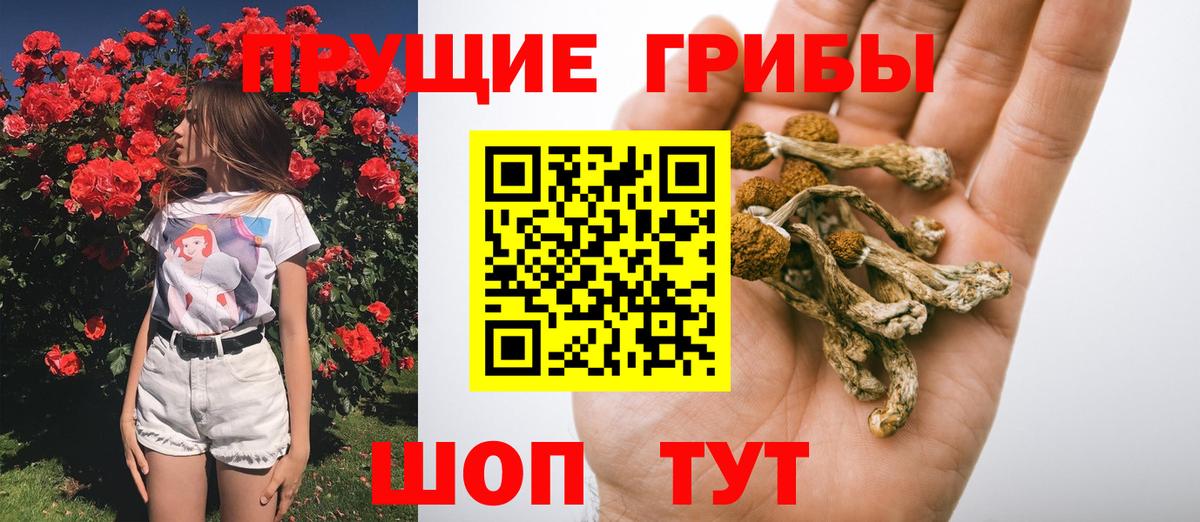 Псилоцибиновые грибы Psilocybine cubensis  Вход с VPN  Ртищево 